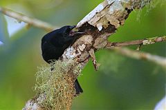 Jamaican Blackbird